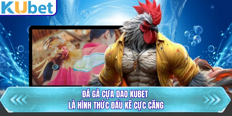 Đá gà cựa dao KUBET là hình thức đấu kê cực căng