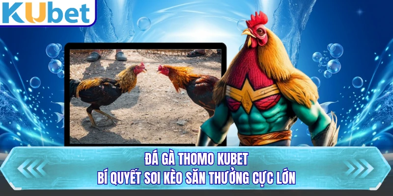 Đá Gà Thomo KUBET - Bí Quyết Soi Kèo Săn Thưởng Cực Lớn