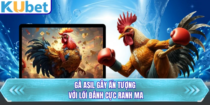 Gà Asil gây ấn tượng với lối đánh cực ranh ma