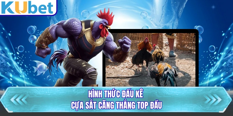 Hình thức đấu kê cựa sắt căng thẳng top đầu