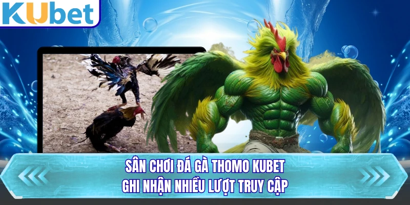 Sân chơi đá gà Thomo KUBET ghi nhận nhiều lượt truy cập