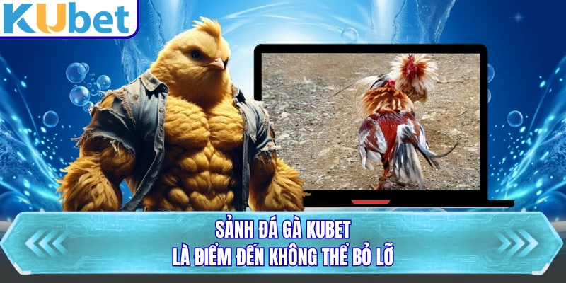 Sảnh đá gà KUBET là điểm đến không thể bỏ lỡ
