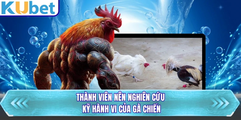 Thành viên nên nghiên cứu kỹ hành vi của gà chiến